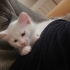 VAN KEDİSİ 2 AYLIK..!! fotoğraf