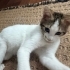 Geçici Evinden Küçük Oğlan fotoğraf