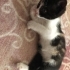 2 aylık Calico bebeğe ömürlük yuva arıyoruz fotoğraf