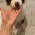 3 aylık yavru Border Collie Dişi fotoğraf