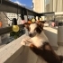 3 aylık yavru Border Collie Dişi fotoğraf