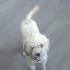 Ücretsiz sahiplenme Venus terrier fotoğraf