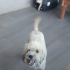 Ücretsiz sahiplenme Venus terrier fotoğraf
