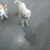 Ücretsiz sahiplenme Venus terrier fotoğraf