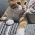 Acil yuva aranıyor fotoğraf