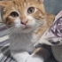 Acil yuva aranıyor fotoğraf