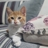 Acil yuva aranıyor fotoğraf
