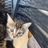 Tekir Beyaz Bebek Yuvasını Arıyor fotoğraf