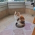 Yeni Ailesini ariyor!! fotoğraf