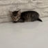 Acil yuva aranıyor fotoğraf
