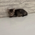 Acil yuva aranıyor fotoğraf