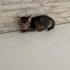 Acil yuva aranıyor fotoğraf