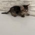 Acil yuva aranıyor fotoğraf