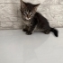 Acil yuva aranıyor fotoğraf