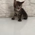 Acil yuva aranıyor fotoğraf