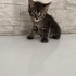 Acil yuva aranıyor fotoğraf