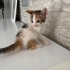 Onlara yuva olmak ister misiniz fotoğraf