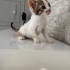 Onlara yuva olmak ister misiniz fotoğraf