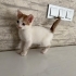 Onlara yuva olmak ister misiniz fotoğraf