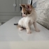 Onlara yuva olmak ister misiniz fotoğraf