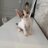 Onlara yuva olmak ister misiniz fotoğraf