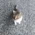 Tekir kedi yakisli sevimli fotoğraf