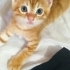 Güzeller güzeli 4 yavru(2 dişi,2erkek) fotoğraf