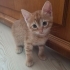 Güzeller güzeli 4 yavru(2 dişi,2erkek) fotoğraf