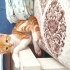 İnsanlara yakın, oyun oynamayı seven, eve eşyalara zarar vermeyen, 4 bebek:) fotoğraf