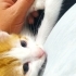 İnsanlara yakın, oyun oynamayı seven, eve eşyalara zarar vermeyen, 4 bebek:) fotoğraf