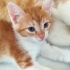 İnsanlara yakın, oyun oynamayı seven, eve eşyalara zarar vermeyen, 4 bebek:) fotoğraf