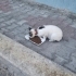 Zuzu Boyun Yarasından Kurtarıldı Ömürlük Yuva Aranıyor! fotoğraf