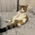 1 YAŞINDA ASLAN YAVRUSU fotoğraf