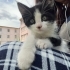 Ele kucağa alışık bebek kedi fotoğraf