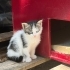 Ele kucağa alışık bebek kedi fotoğraf
