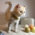 Boyoz kısırlaştırışdı takip şartıyla ömürlük yuvasını arıyor fotoğraf