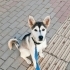 8 AYLIK EVDE BÜYÜMÜŞ HUSKY KIZI AİLEDE ALERJİ ÇIKTIĞI İÇİN SAHİPLENDİRİYORLAR! fotoğraf