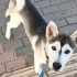 8 AYLIK EVDE BÜYÜMÜŞ HUSKY KIZI AİLEDE ALERJİ ÇIKTIĞI İÇİN SAHİPLENDİRİYORLAR! fotoğraf