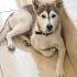 8 AYLIK EVDE BÜYÜMÜŞ HUSKY KIZI AİLEDE ALERJİ ÇIKTIĞI İÇİN SAHİPLENDİRİYORLAR! fotoğraf