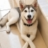 8 AYLIK EVDE BÜYÜMÜŞ HUSKYi ALERJİ ÇIKTIĞI İÇİN BALKONA ATMIŞLAR BARINAĞA GİDECK fotoğraf