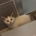 Yavru kedi sukotiş kırması mavi gözlü fotoğraf