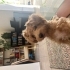 Maltipoo ücretsiz sahiplendirme çip ile veterinerde devir edilecektir fotoğraf