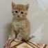 Yavru kedi Sarman fotoğraf