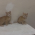 Yavru kedi Sarman fotoğraf