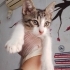 ÇOK ACİL YUVA ARIYORUZ fotoğraf
