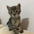 EDI BEBEK YUVASINI ARIYOR fotoğraf
