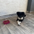 🐾 ACİL YUVA ARANIYOR – 2,5 Aylık Border Collie Kırması Yavru 🐾 fotoğraf