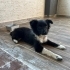 🐾 ACİL YUVA ARANIYOR – 2,5 Aylık Border Collie Kırması Yavru 🐾 fotoğraf