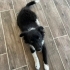 🐾 ACİL YUVA ARANIYOR – 2,5 Aylık Border Collie Kırması Yavru 🐾 fotoğraf