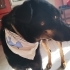 Renkli kişiliği ve Berduş yuva arıyor fotoğraf